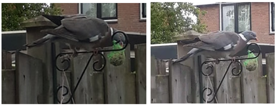 Лесной голубь. Собственное фото