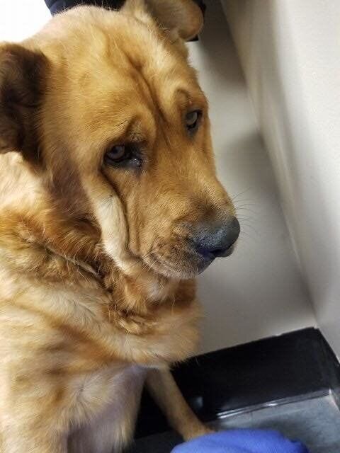 несчастный Рио