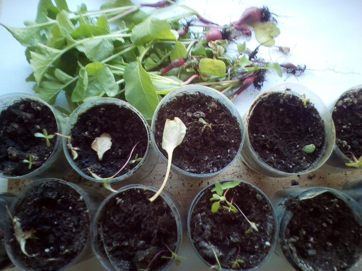 Урожай редиса в стаканчиках