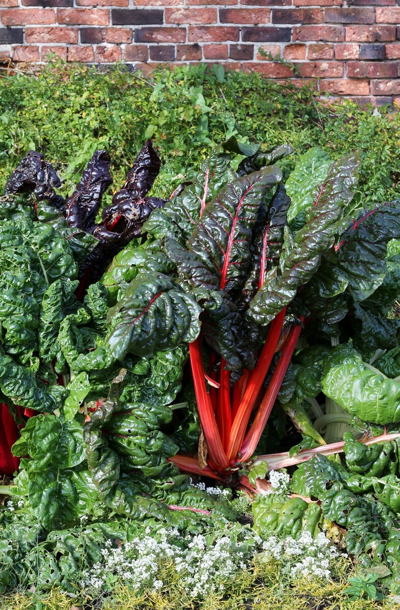 Роза мангольд