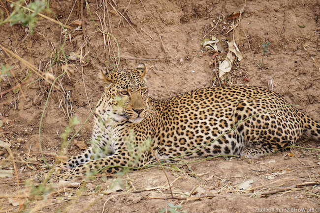 Леопард (фото из интернета)