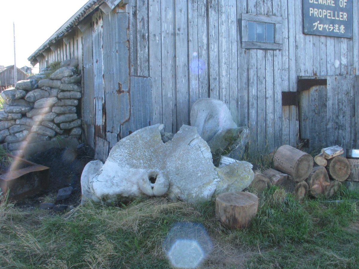 Затылок кита рядом с гаражом художника, путешественника и прекрасного человека Сергея Леонидовича Пасенюка