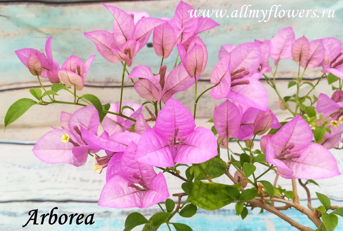                                              Бугенвиллия, фото  https://www.allmyflowers.ru/