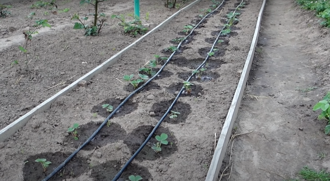 Мой капельный полив