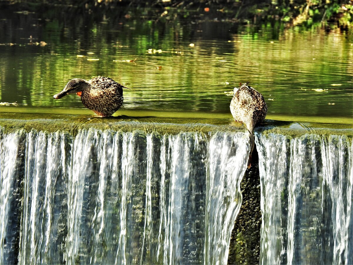 Водопады в Дроздах