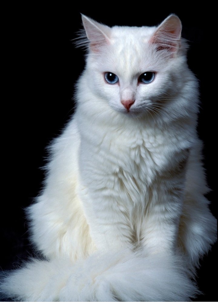 Фото из Яндекс картинки