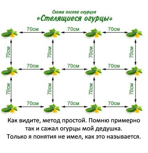 Посев огурцов схема