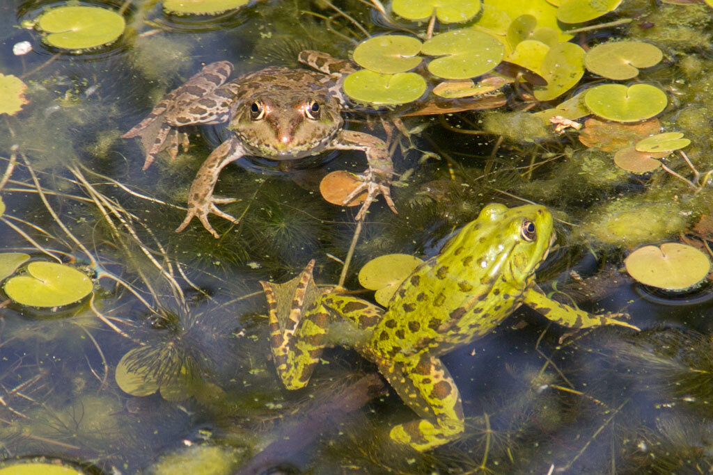 источник Яндекс картинки