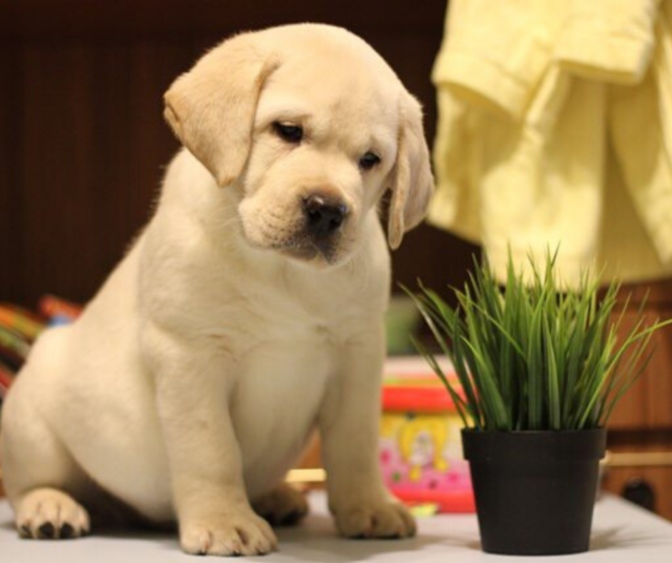 Щенок лабрадора питомника Arh Beuaty 