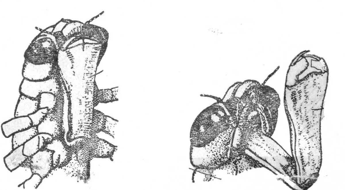 Аскарида личинка стрекозы
