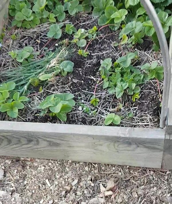 Одна из моих грядок с клубникой.