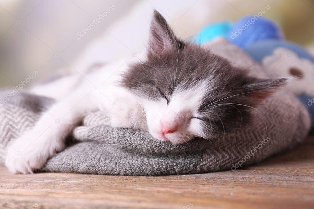 коты тоже на карантине спят