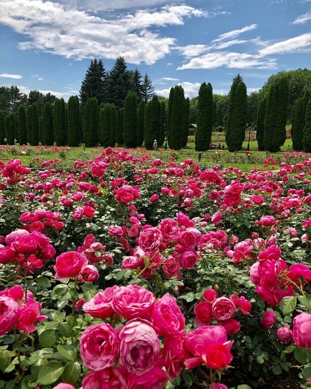 Долина роз кисловодск когда цветут розы фото