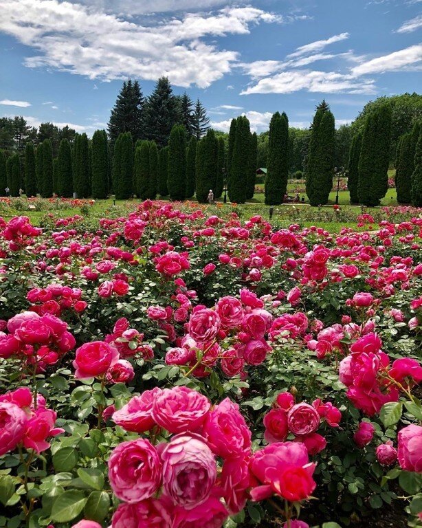 Кисловодск парк долина роз фото