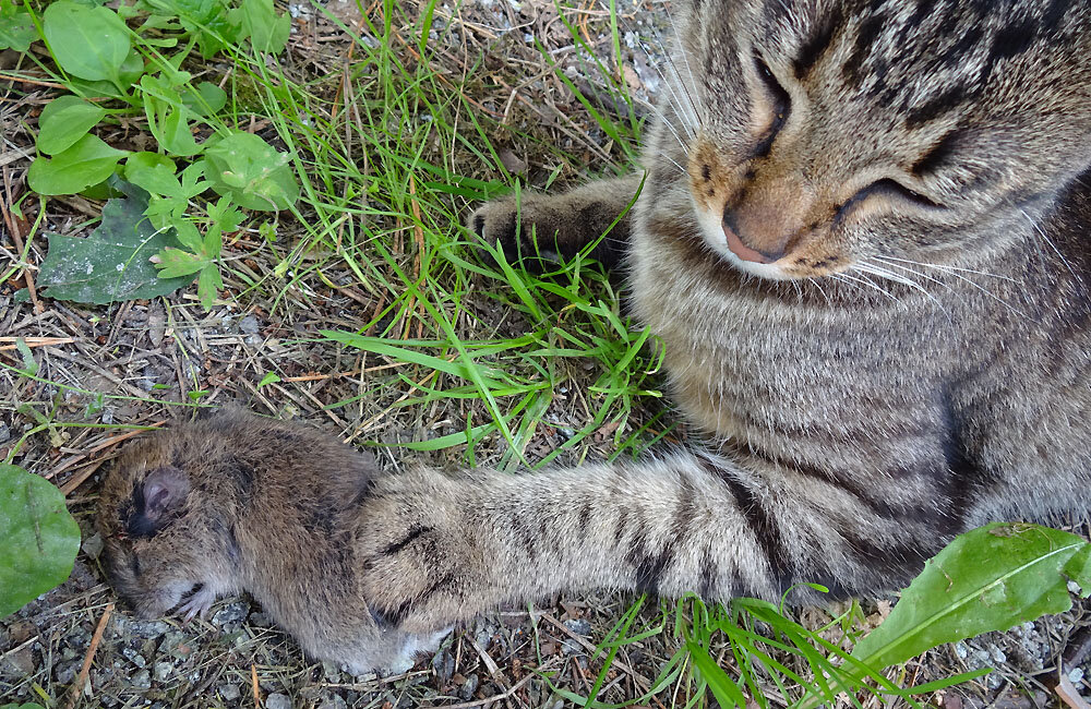 Кошки конечно