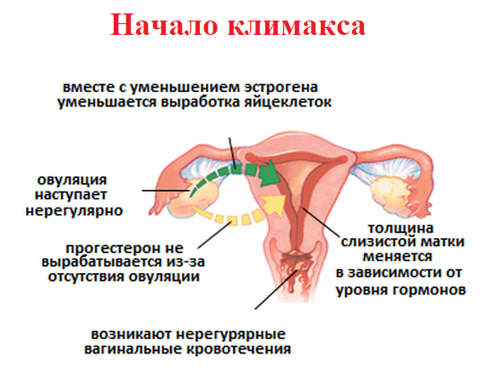 Норма менструации и причины нарушений — Медюнион блог