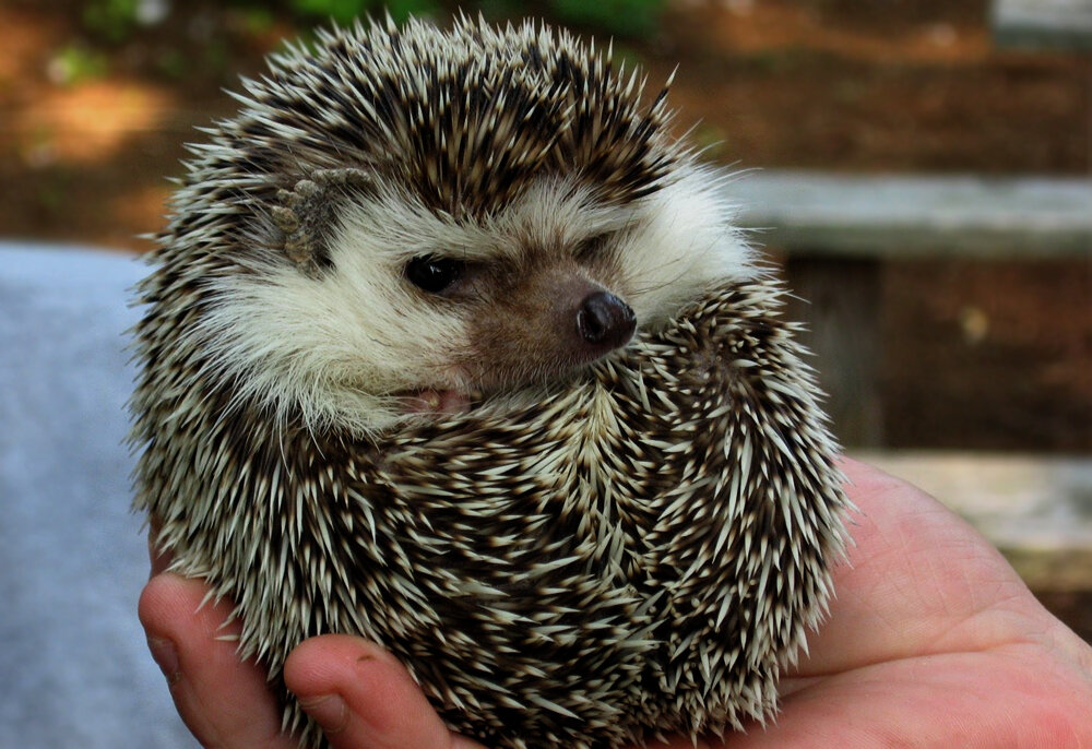 Представляю себе ежа, которого вытащила из своего горла