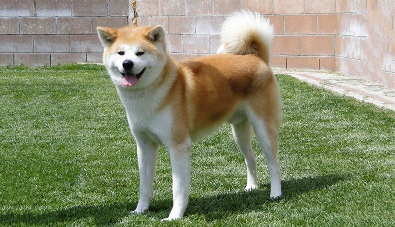 Одна из самых узнаваемых и дорогих собак в мире Акита Ину
К радости заводчиков, это не самая дорогая собака, ее цена – 700$.
В топ-10 самых дорогих собак в мире попала и Акита Ину. Порода, известная многим по кинофильму "Хатико", появилась около 300 лет назад в деревне Акита, расположенной на одном из японских островов. Предки этой собаки появились еще в VIII веке и использовались для охоты, как и Акита Ину. Но уже в XIX веке статус этой породы сменился на "престижный" и владеть таким питомцем стало элитно.
