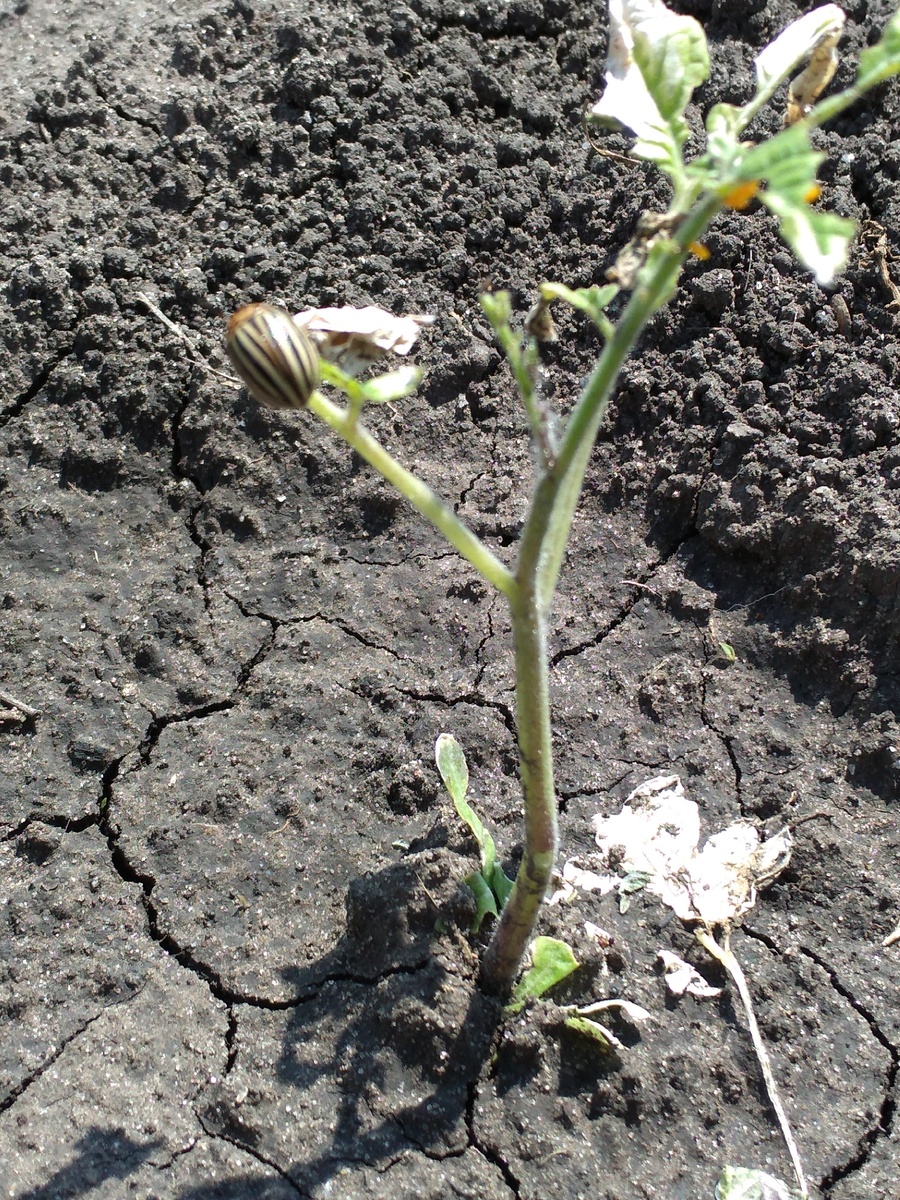 Вот он, вредитель... 