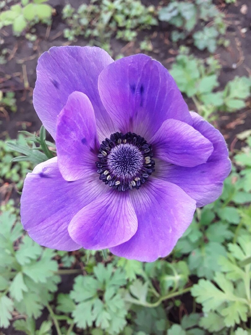 Anemone Fantasy Elsa анемона