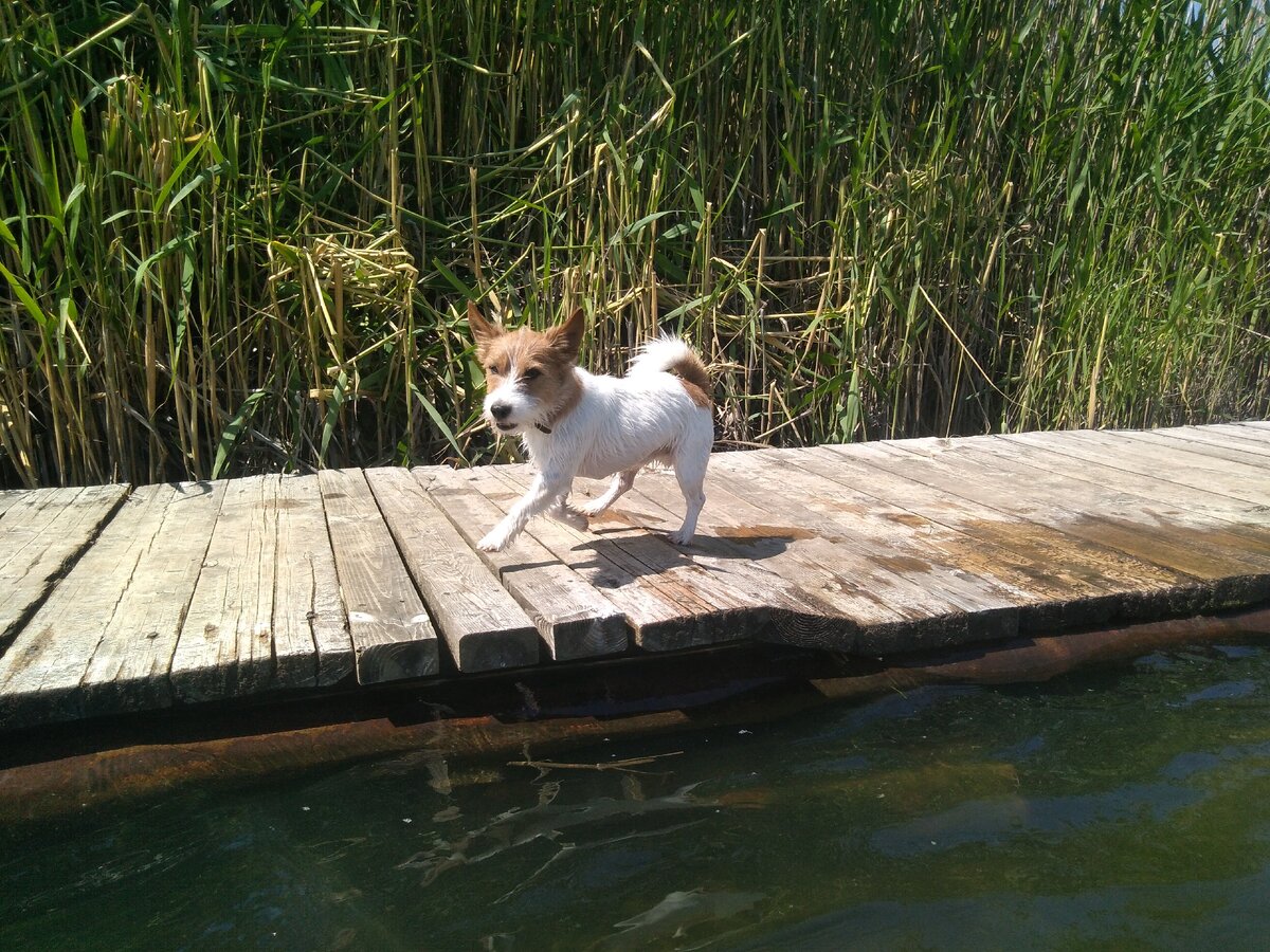 При помощи симорона можно очень легко заключать самые выгодные сделки, получать то чего хочется и вообще жить легче, чем привыкли. Для этого всего лишь нужно изменить свой взгляд на жизнь. Нужно из привычных вещей сделать волшебные, просто изменив вашу картину мира. Ведь мы когда-то не знали многих вещей, а потом нам рассказали, что нужно делать так, а не иначе. И мы поверили.   А что нам стоит поверить во что новое?                                                           Если вы продаёте участок и хотите выручить за него побольше денег, то вспомните поговорку: "Не та земля дорога, где медведь живет, а та, где курица скребет"
Теперь то мы знаем, что делать!
Покупаем в магазине куриные лапки. Берём одну из них и просто скребём лапкой по участку, прямо по земле, приговаривая:
"Не та земля дорога, где медведь живет, а та, где курица скребет". Главное пройтись по всему участку и тогда вас ждёт отличная сделка. 