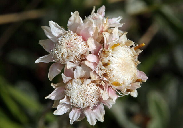 Antennaria dioica