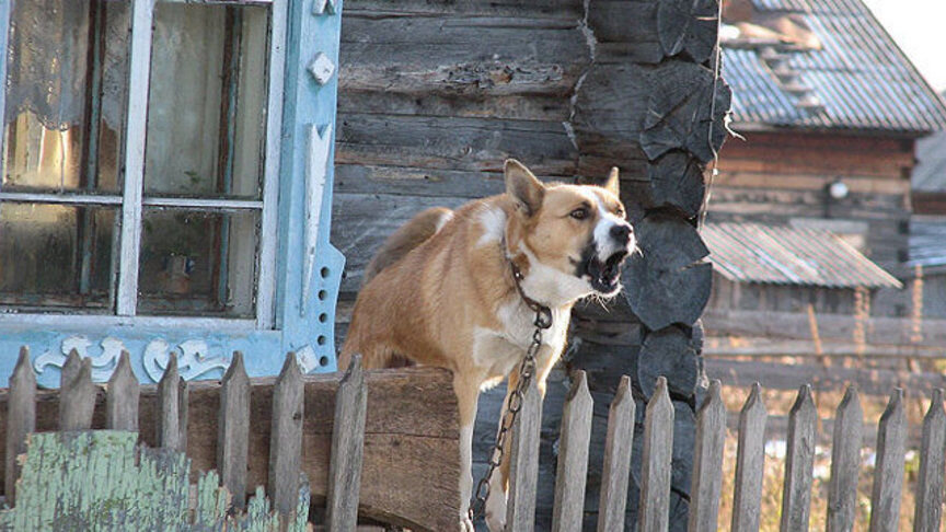 Тишина в деревне своеобразная                   ulyanovsk.express