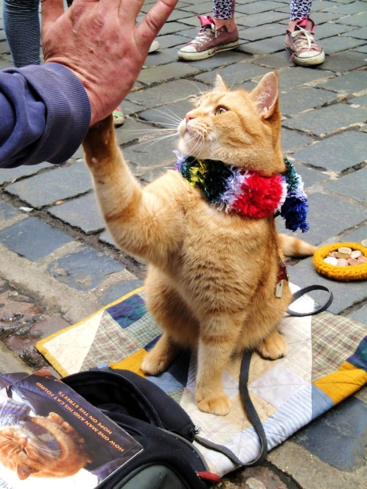 Фото из Яндекс.Картинки  Это кот Боб.