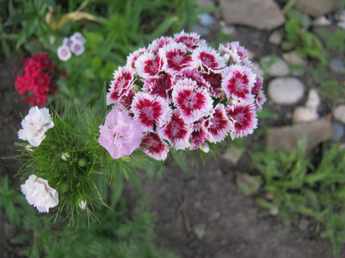 Гвоздика бородатая выращивание из семян. Гвоздика бородатая - Dianthus barbatus. Гвоздика турецкая Монпансье. Гвоздика бородатая турецкая Монпансье. Гвоздика турецкая (бородатая).