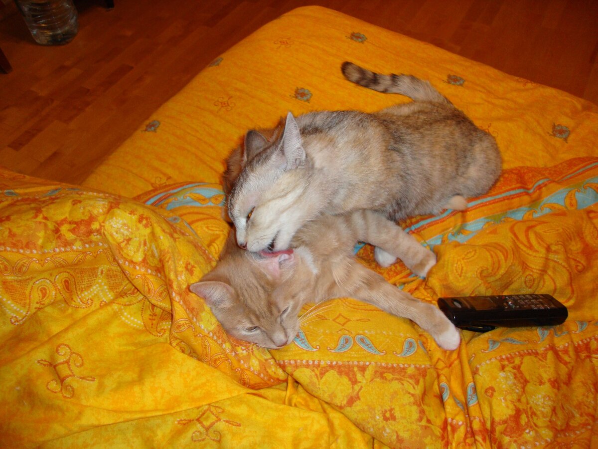 Тишу любят все кошки. Даже когда он был маленьким бесенком, кошки в нем души не чаяли. 