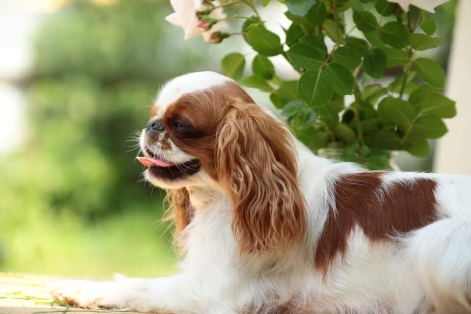 РЕД БУРБОН ЕНИША САЙМА 