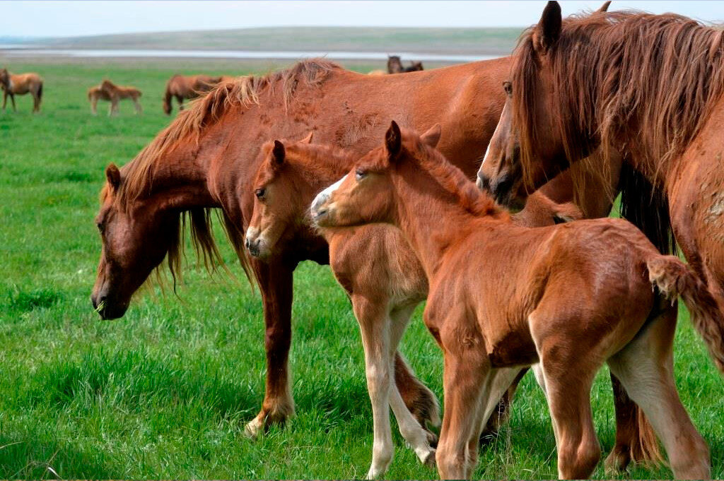 Фото из архива Ростовского заповедника