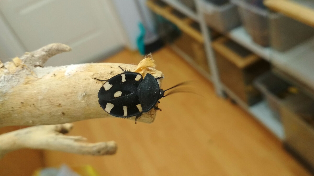 Таракан-домино (Therea sp.) Фото автора.