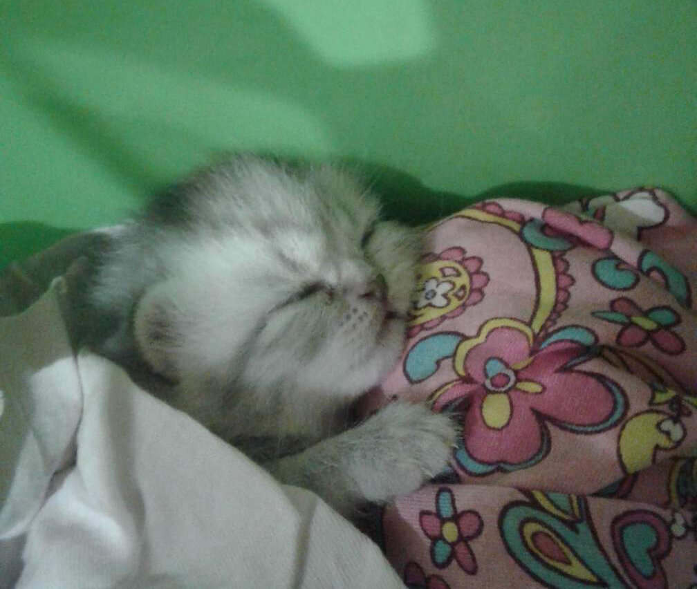 Первая ночь в тепле под одеялком.