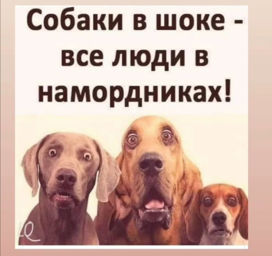 Собаки в шоке))