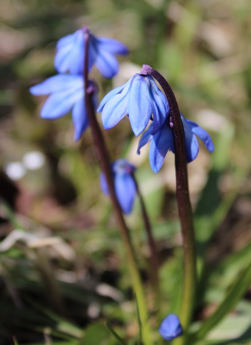 Сцилла (пролеска) сибирская (Scilla siberica), подробнее...