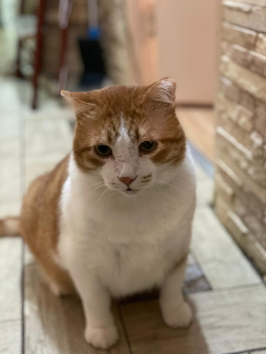 Кот Кузя, 10 лет. Очень хочет стать настоящим домашним котом!