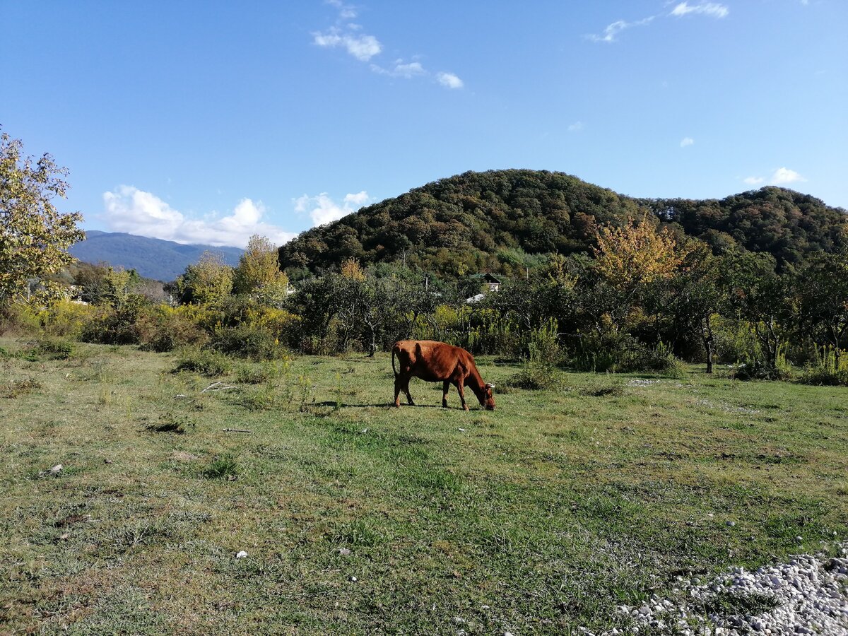 Заброшенный колохозный цитрусовый сад в Абхазии (село Лдзаа, Пицунда). Фото Светы Давыдовой