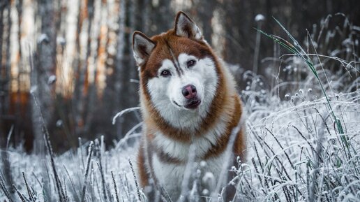 Тума-а-ан! Ловим с хасями невероятную красоту природы ♥️💙🧡