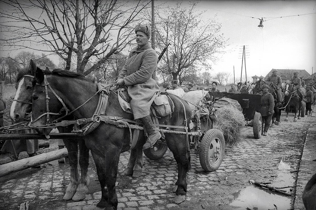 Лошади во время великой отечественной войны презентация