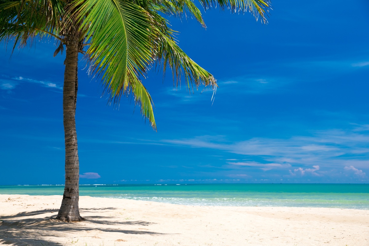 Пальма и белый песок.