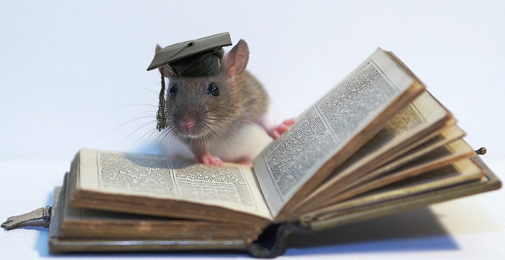 А вы знаете, что в испанском языке есть выражение "библиотечная мышь" (un ratón de biblioteca ). Оно соответствует нашему "книжный червь". Я посчитала, что мышки симпатичнее червяков, поэтому сегодня они иллюстрируют эту статью. 