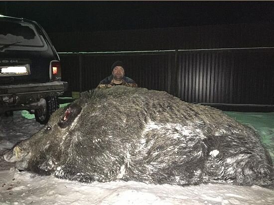 Челябинский кабан