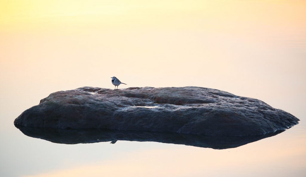 Фото: Jussi-Teppo Toivonen/Flickr