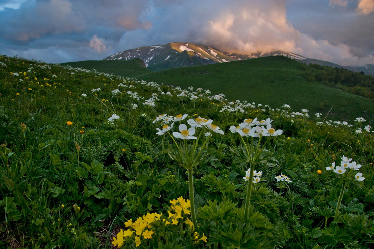 Краснодарский край сайт. Природа Краснодарского края. Лесные ландшафты Краснодарского края. Природные ландшафты Кубани. Растительный мир Кубани.