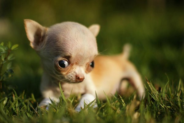 Вот так выглядит щенок чихуахуа с гидроцефалией. Источник изображения: 2img.net