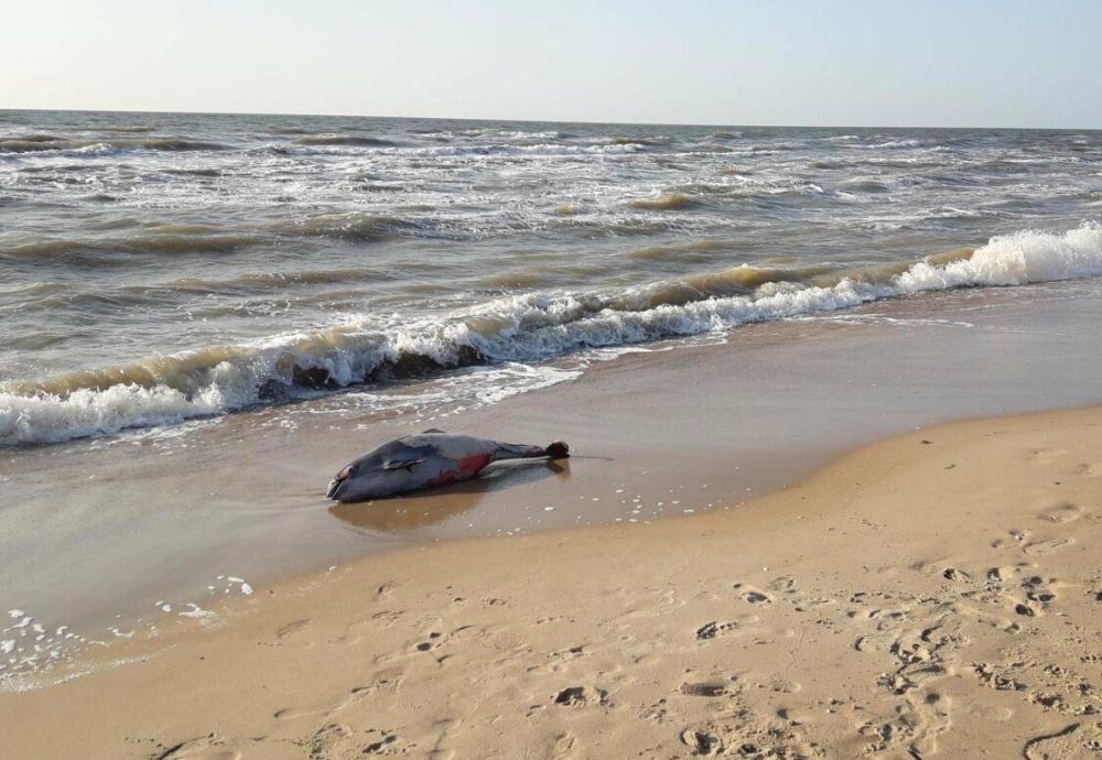 Мертвый дельфин на побережье Черного моря. Источник: evo-rus.com