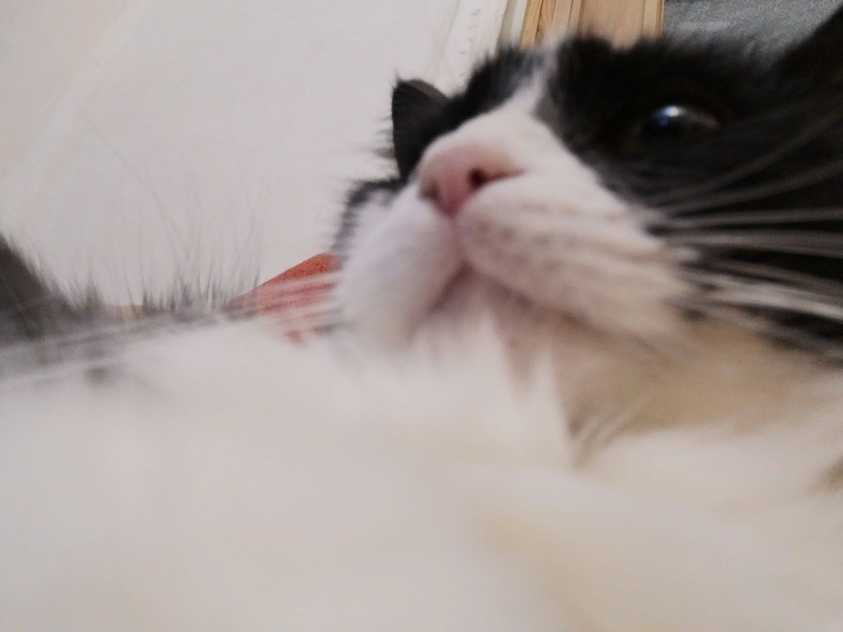 Это Мася думает, за что её такую прекрасную отправили к детям.