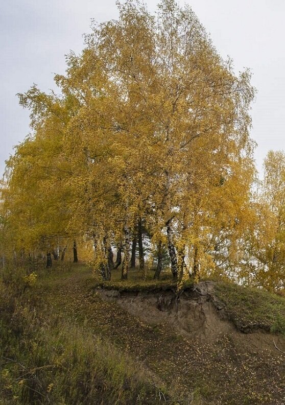 Лялька-Ларочка-Ламара.