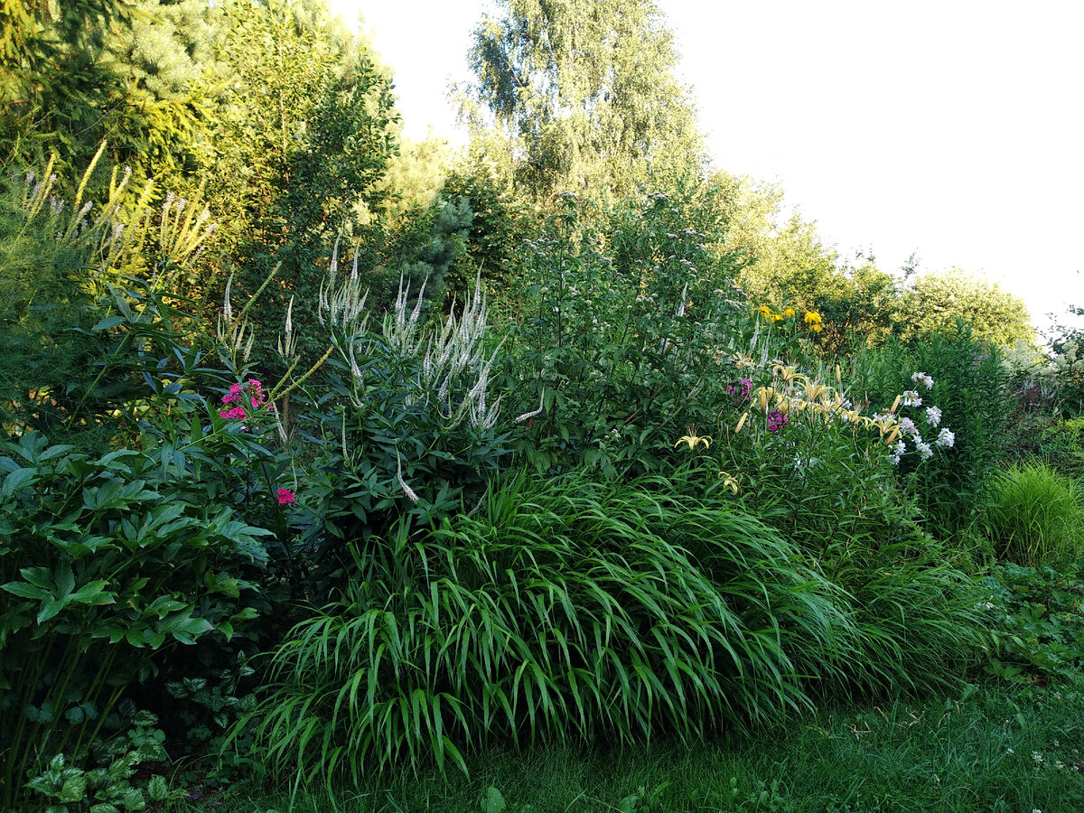 Хаконехлоа большая (Hakonechloa macra) взрослая